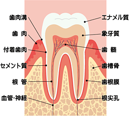img_tooth_structure_l1